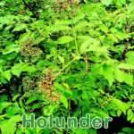 Sträucher: Schwarze Holunder (Sambucus nigra)