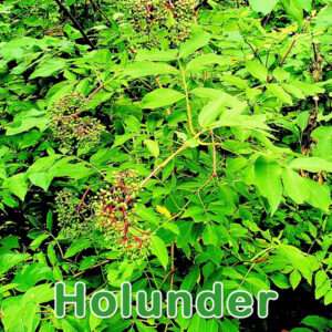 Holunder