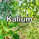 Nährstoffe: Kalium (Mineralstoff)
