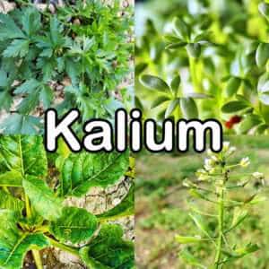 Kalium