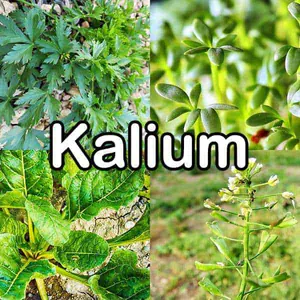 Nährstoffe: Kalium (Mineralstoff)