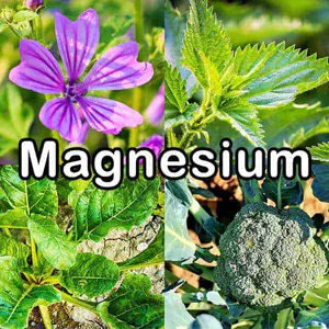 Nährstoffe: Magnesium (Mineralstoff)
