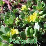 Futterpflanze: Portulak (Portulaca oleracea)
