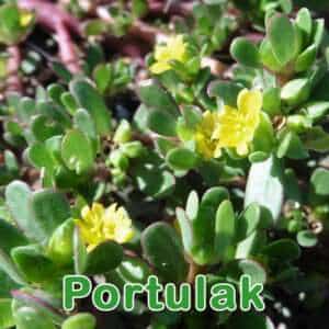 Portulak