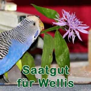 Saatgut für Wellis