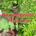 Für Wellensittiche ungeeignete Pflanzen