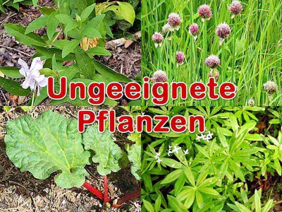 Ungeeignete Pflanzen