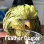 Emil der Feather Duster