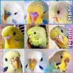 Geschlecht bestimmen