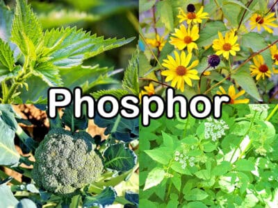 Phosphor