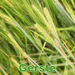 Futterpflanze: Gerste (Hordeum vulgare)