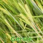 Futterpflanze: Gerste (Hordeum vulgare)