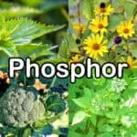 Nährstoffe: Phosphor (Mineralstoff)