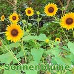 Futterpflanze: Sonnenblume (Helianthus annuus)