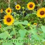 Futterpflanze: Sonnenblume (Helianthus annuus)