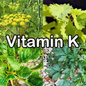 Vitamin K