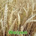 Futterpflanze: Weizen (Triticum aestivum)