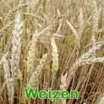 Futterpflanze: Weizen (Triticum aestivum)