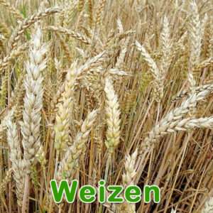 Weizen