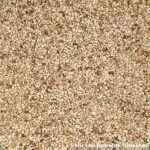 Teff (Zwerghirse)