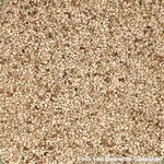 Teff (Zwerghirse)