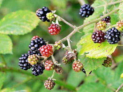 Brombeere