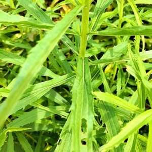 Kanadische Goldrute Blaetter