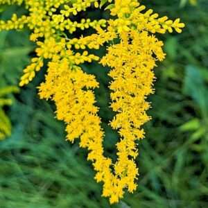 Kanadische Goldrute Blueten