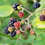 Früchte: Brombeere (Rubus sect. Rubus)