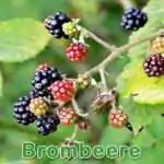Früchte: Brombeere (Rubus sect. Rubus)