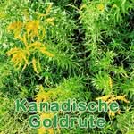 Futterpflanze: Kanadische Goldrute (Solidago canadensis)