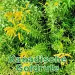Futterpflanze: Kanadische Goldrute (Solidago canadensis)