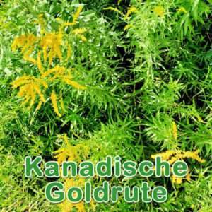 Kanadische Goldrute