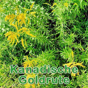 Futterpflanze: Kanadische Goldrute (Solidago canadensis)