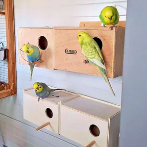 Zuchtboxen von Calli-Welli