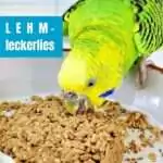 Wellensittich knabbert an Lehm-Leckerlies
