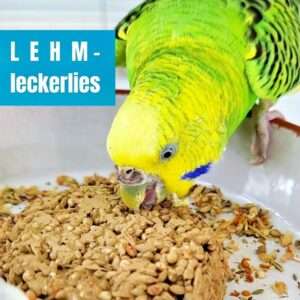 Wellensittich knabbert an Lehm-Leckerlies