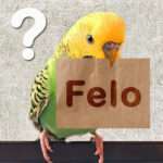 Felo bzw. Felos Felo bzw. Felos