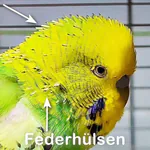 Federhülsen im Kopfgefieder
