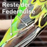 Reste der Federhülse Reste der Federhülse an Schwanzfeder