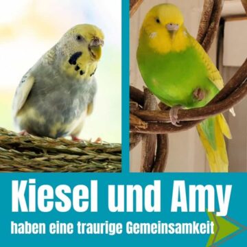 Kiesel und Amy 01