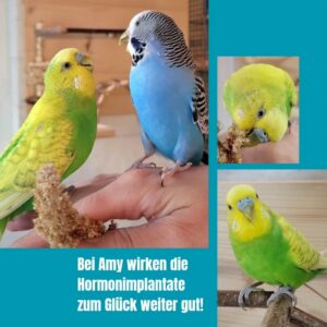 Kiesel und Amy 07