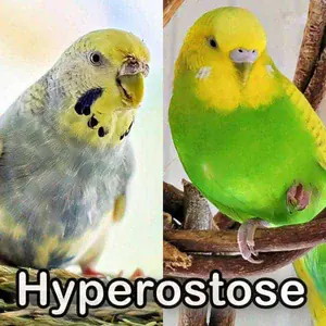 Gasrbeitrag: Polyostotische Hyperostose bei Wellensittichen