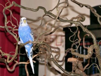 Korkenzieherhaselast - Vogelgaleria Korkenzieherhaselast von Vogelgaleria