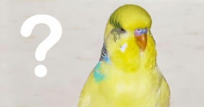 Wie funktioniert mein Wellensittich?