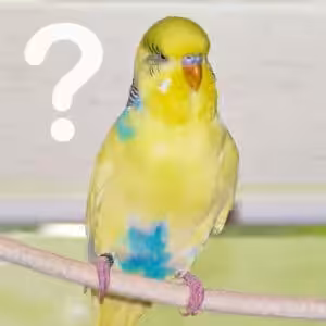 Wie funktioniert ein Wellensittich?