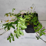 Gänsefingerkraut