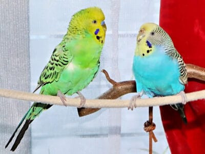 Lautäußerungen und Geräusche von Wellensittichen