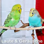 Lautäußerungen Lautäußerungen & Geräusche von Wellensittichen