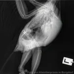 Röntgenbild - Aspergillose Röntgenbild von Aspergillose